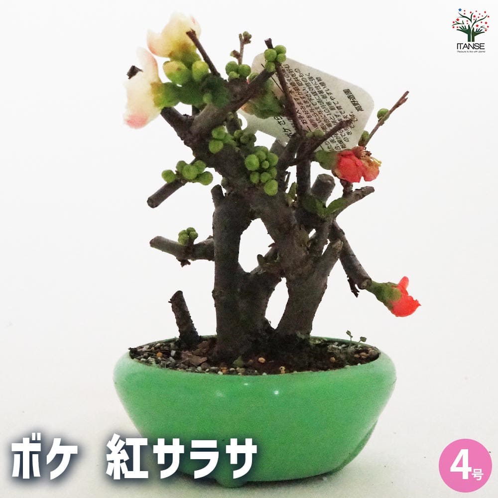 ボケ盆栽/ 紅花 Amazon.co.jp: 盆栽 ボケ（東洋錦）の鉢植え盆栽 開花終了 : DIY