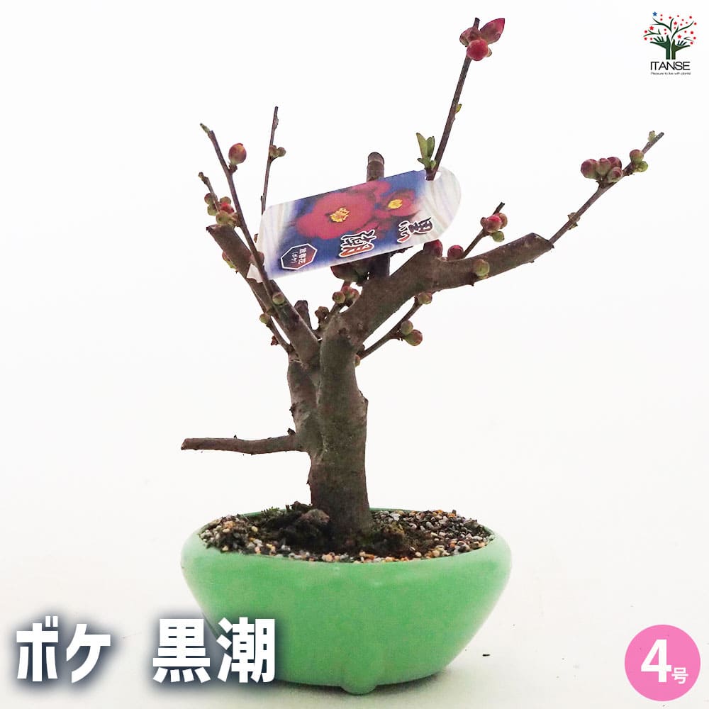 ボケ 黒潮 【花木苗 4号／1個売り】｜ 【植物のITANSE】全品送料