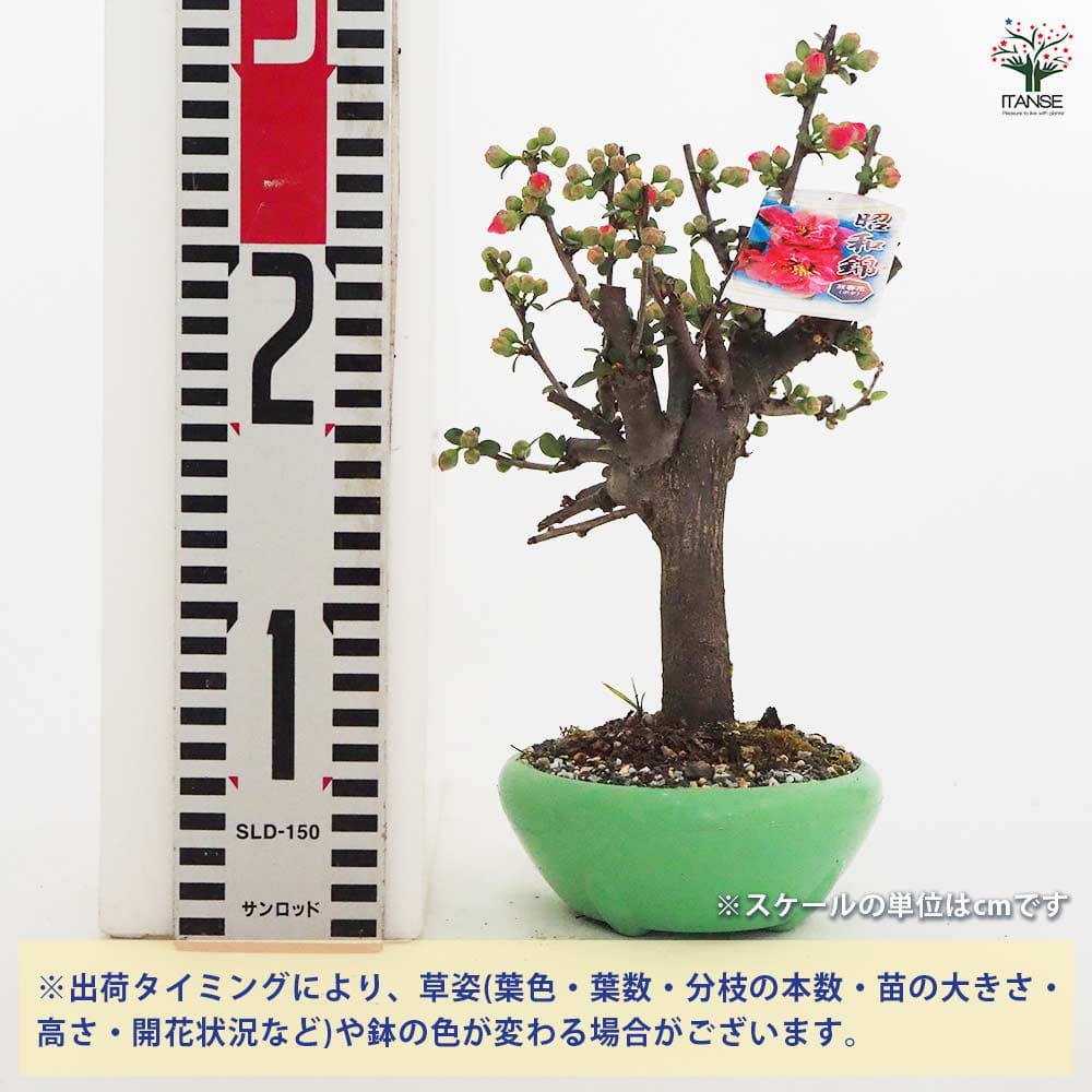 ボケ盆栽/ 紅花 ボケ盆栽/ 紅花