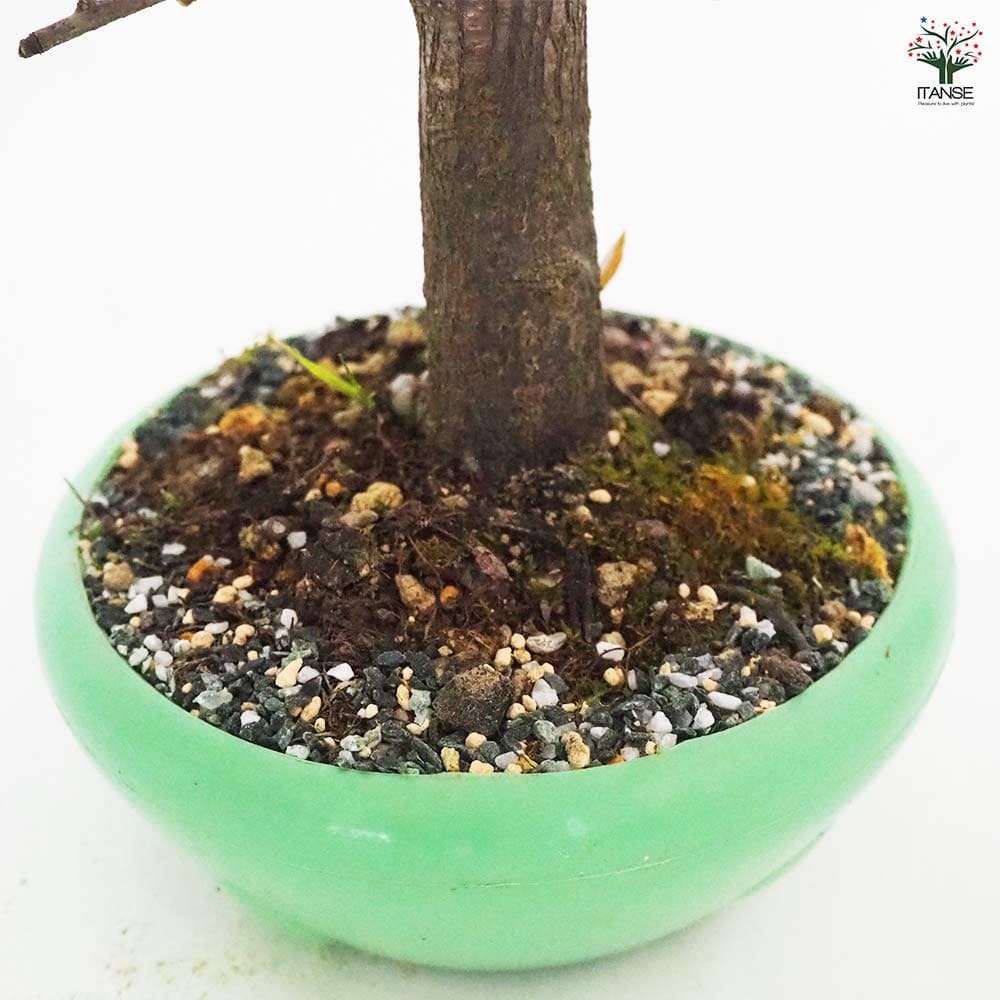 ボケ 昭和錦 【花木苗 4号／1個売り】｜ 【植物のITANSE】全品