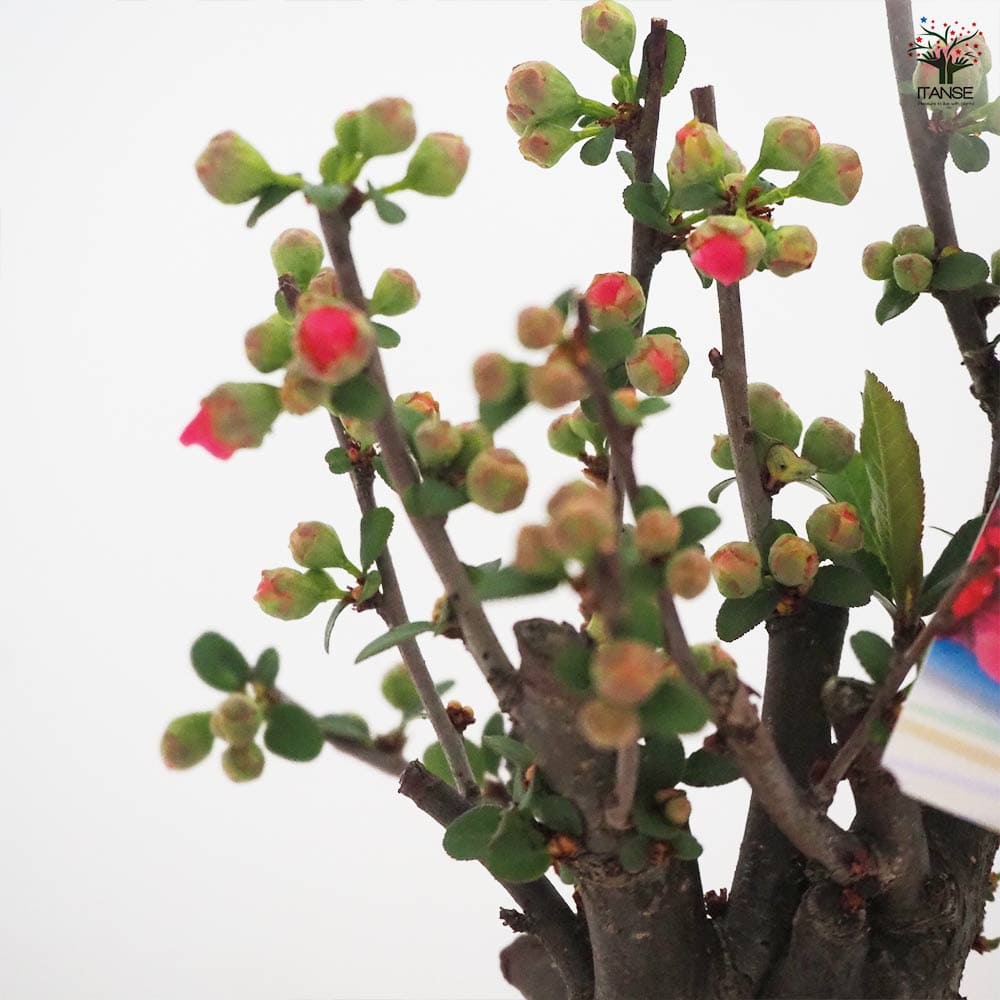 ボケ 昭和錦 【花木苗 4号／1個売り】｜ 【植物のITANSE】全品