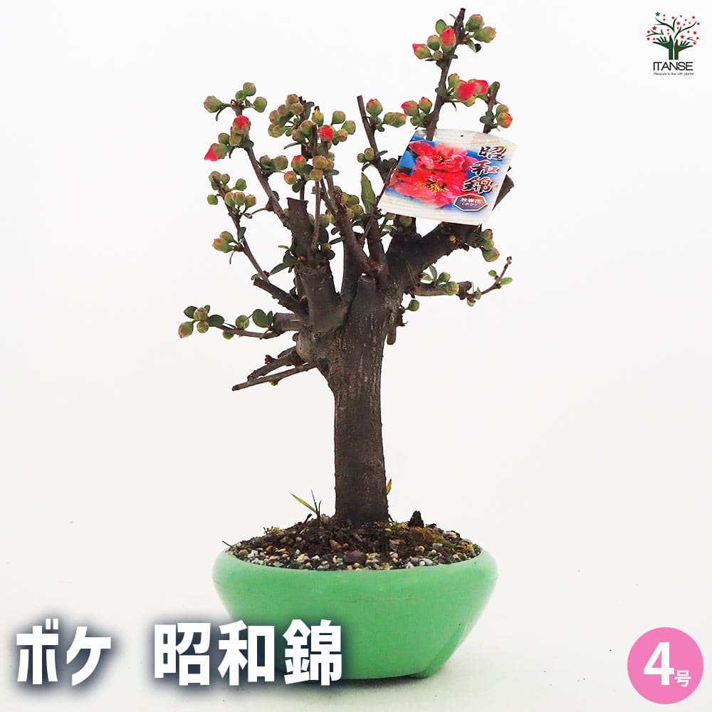 ボケ 昭和錦 【花木苗 4号／1個売り】｜ 【植物のITANSE】全品