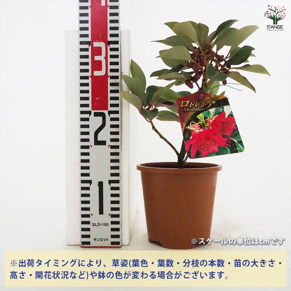 ロドレイア 【花木苗 4.5号／1個売り】｜ 【植物のITANSE】全品