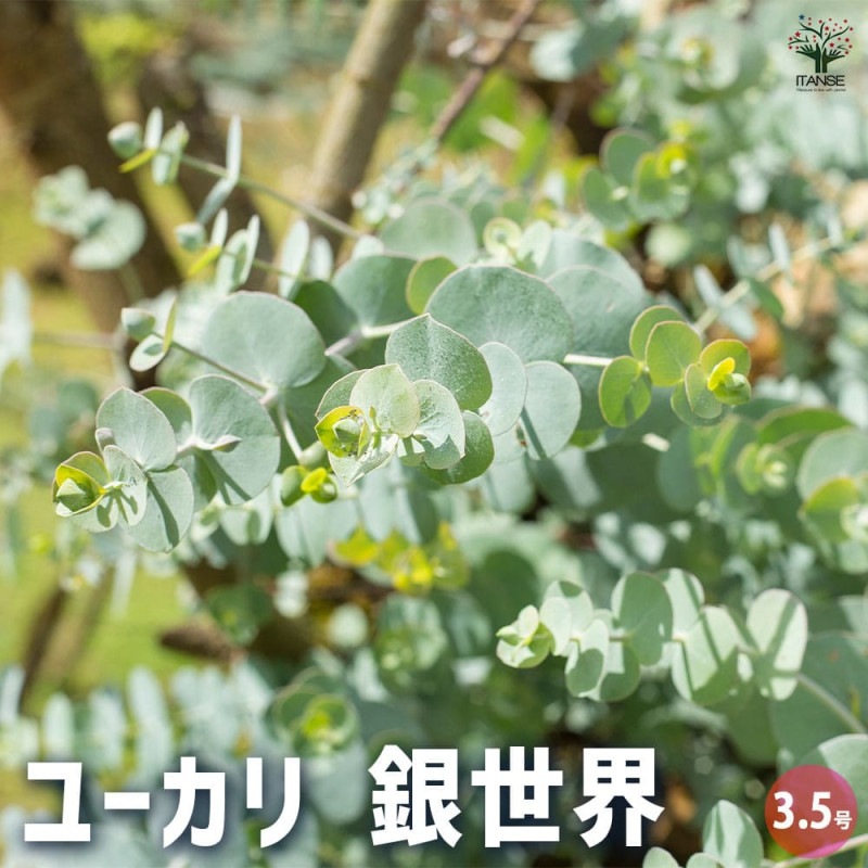 ユーカリ シルバードロップ 【花木苗 3.5号ポット】｜ 【植物の