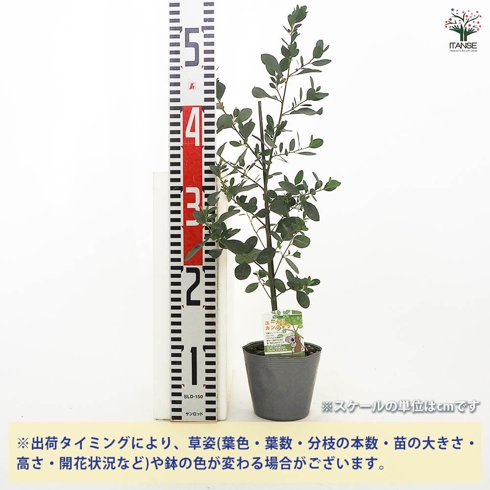 ユーカリ カンフォラ 【花木苗 3.5号】｜ 【植物のITANSE
