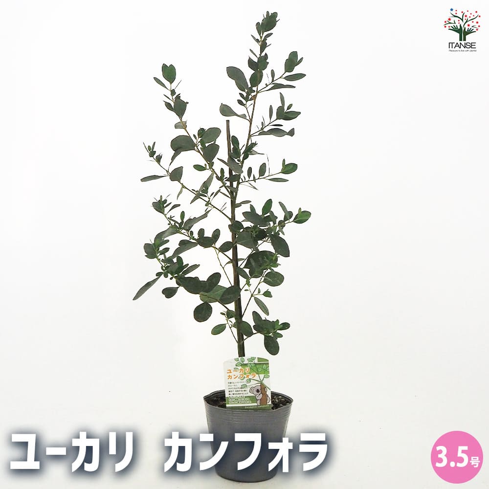 ユーカリ カンフォラ 【花木苗 3.5号】｜ 【植物のITANSE