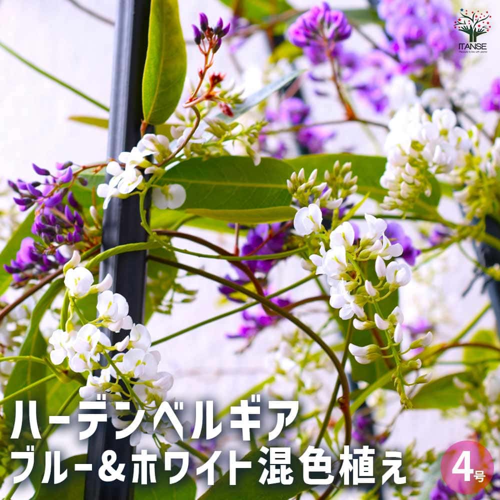 ハーデンベルギア ブルー&ホワイト混色 【花木苗 4号／1個売り