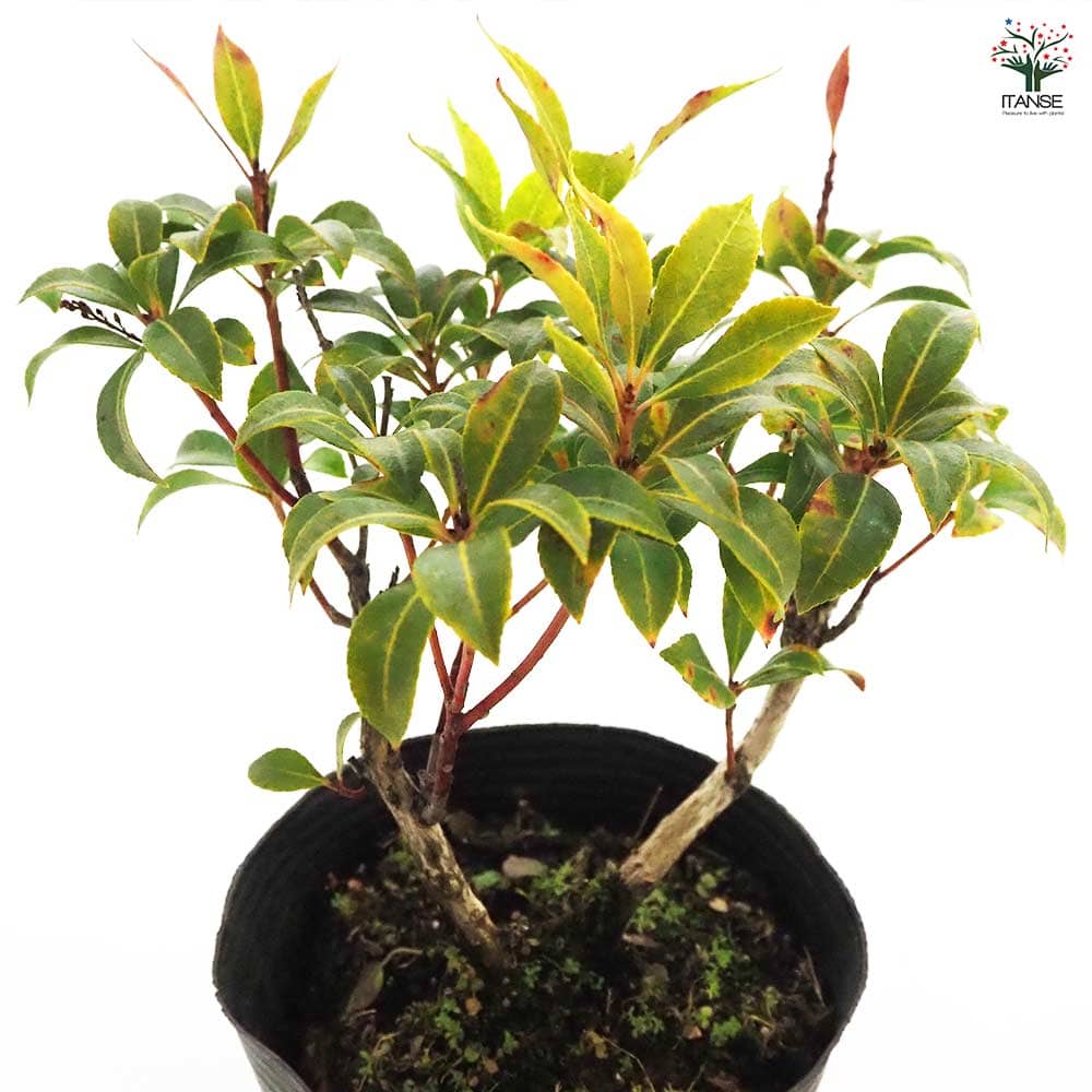 Hanaです!アイビー苗 楽天市場】アイビー ヘデラ（花・観葉植物｜花・ガーデン・DIY