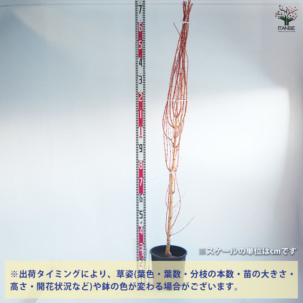 モミジ(カエデ)の苗木 美峰 【花木苗 8号／1個売り】｜ 【植物の