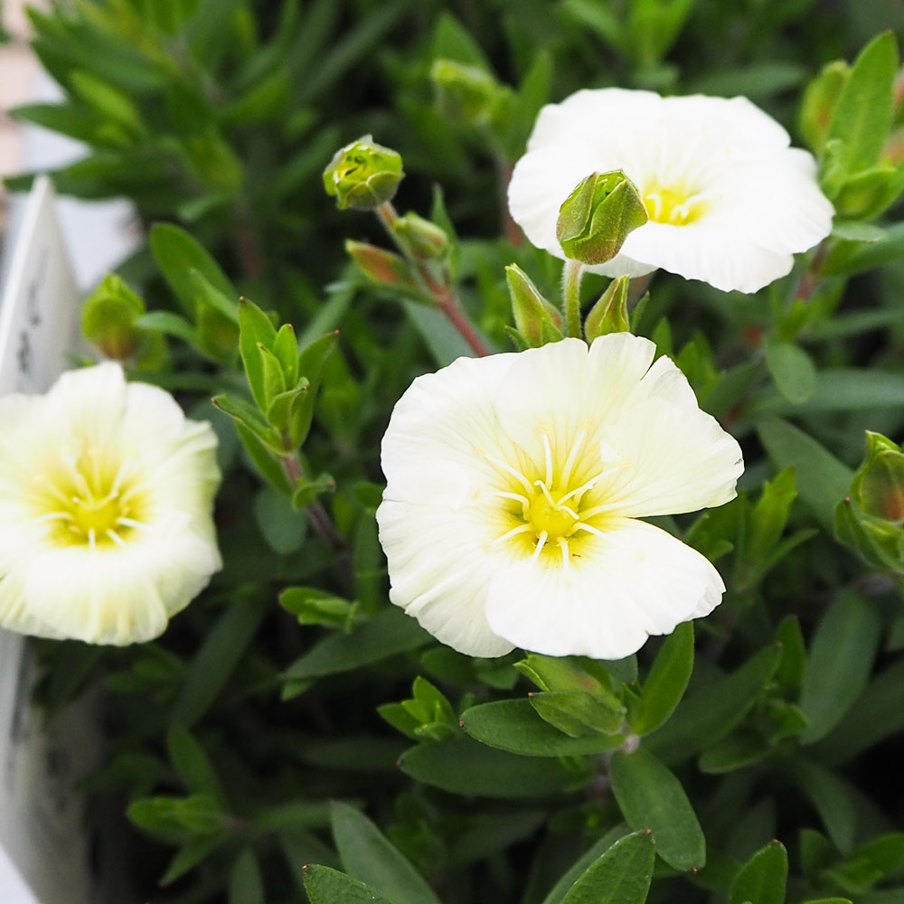 アレナリア レモンサマー 【花苗 3.5号】｜ 【植物のITANSE