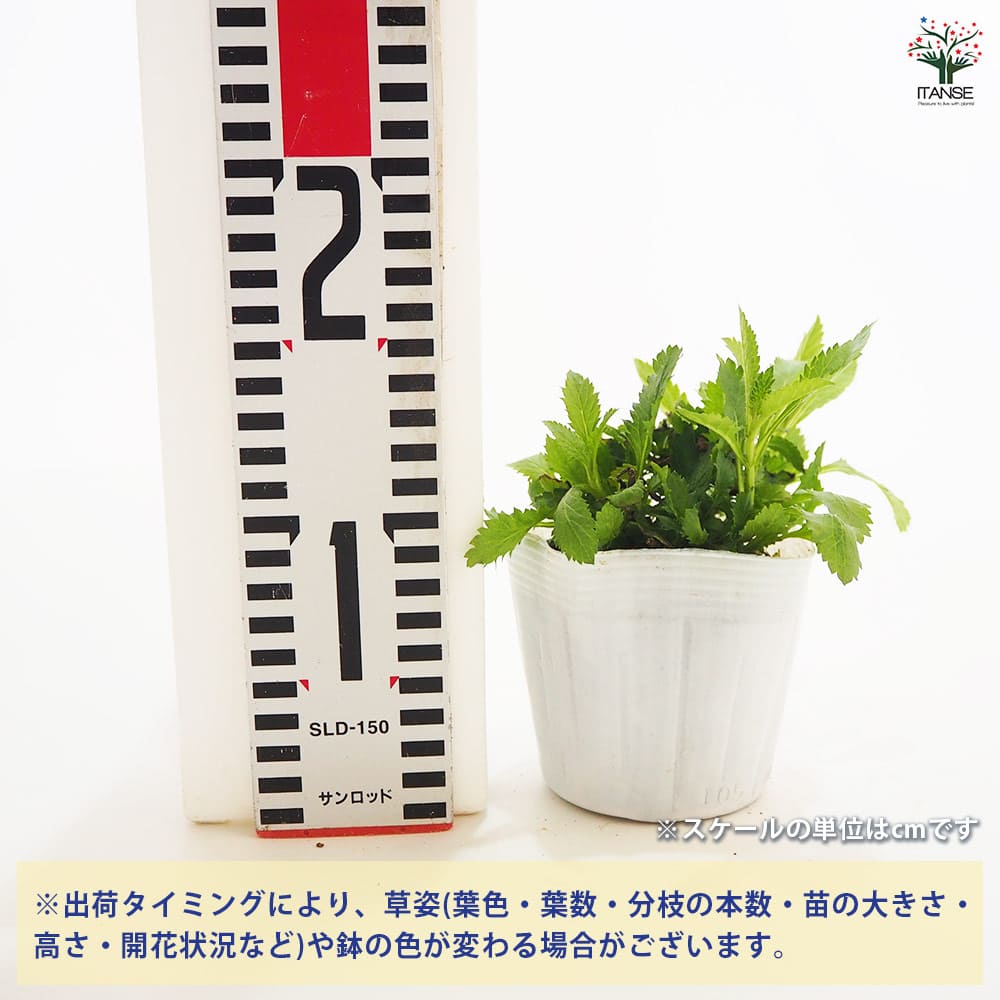 ★hanahanaページ★ HAN-06901 かつのう ロンポス303 ハナヤマ の商品詳細ページです