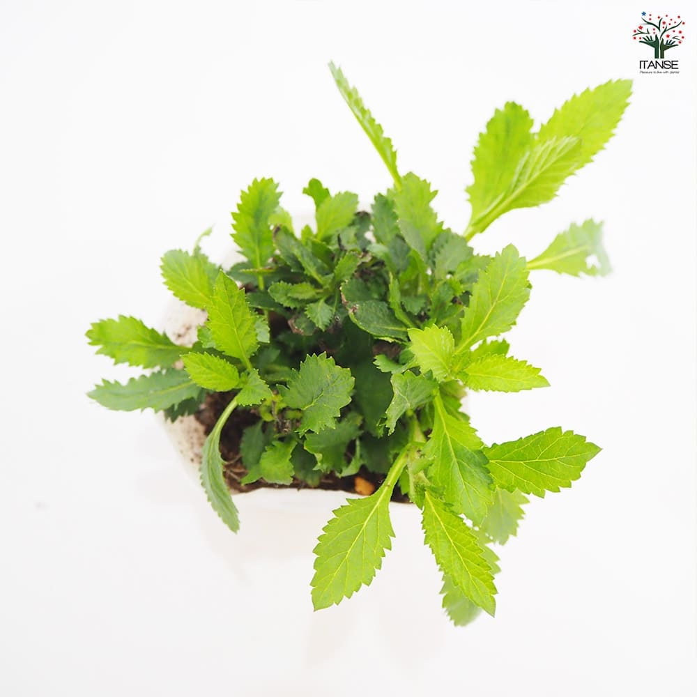 ★hanahanaページ★ 三尺バーベナ(ボナリエンシス) 【花苗 3.5号】｜ 【植物の