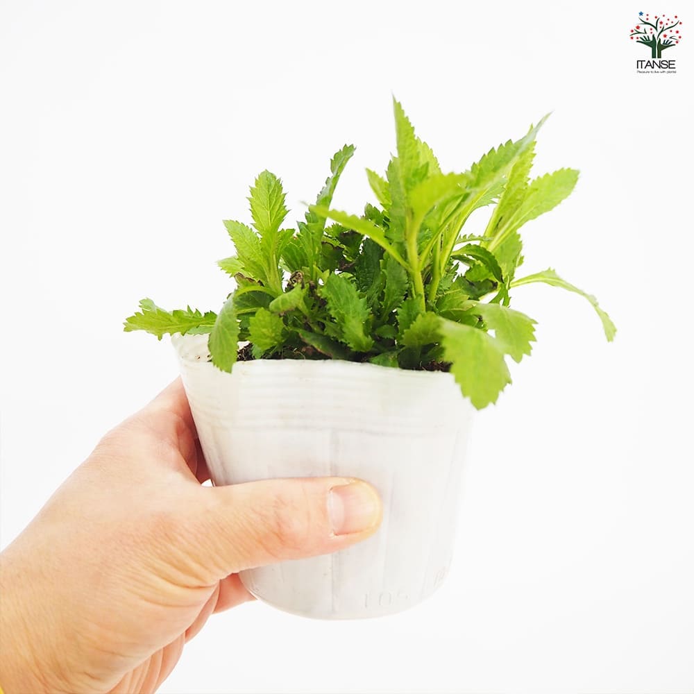 三尺バーベナ(ボナリエンシス) 【花苗 3.5号】｜ 【植物の