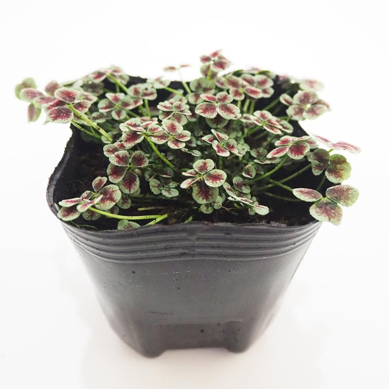 薔薇の苗木 チュチュ・オプティマ ミニバラ【花苗 4号鉢】｜ 【植物の