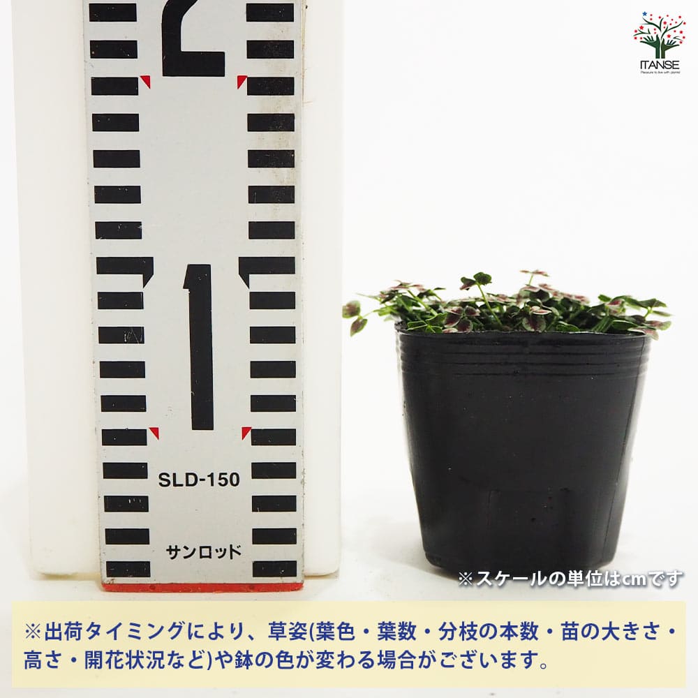 73920セール現品限 外国切手 クロアチア発行植物3種揃 73920セール現品