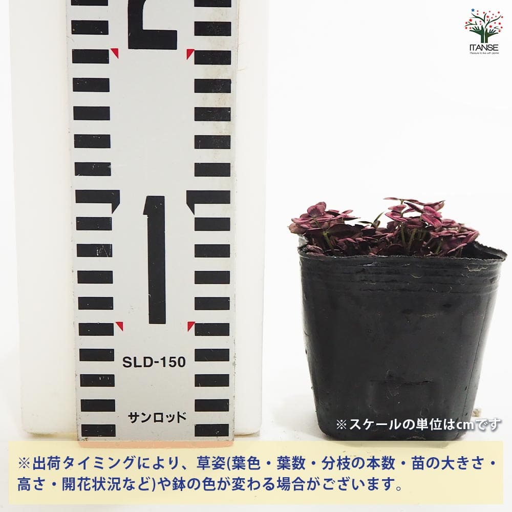 クローバー ティント ロゼ2個～ 【花苗 3号】｜ 【植物のITANSE