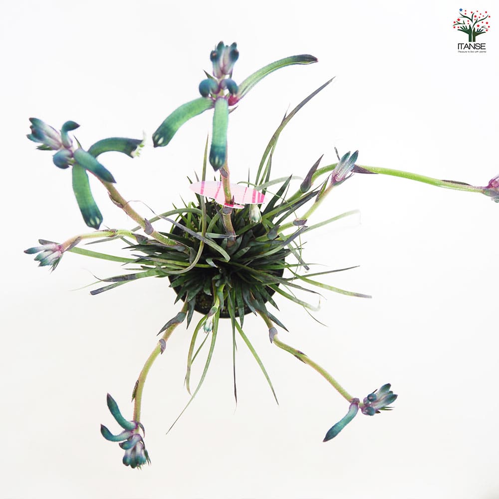 カンガルーポー マスカレード 【花苗 5号／1個売り】｜ 【植物の