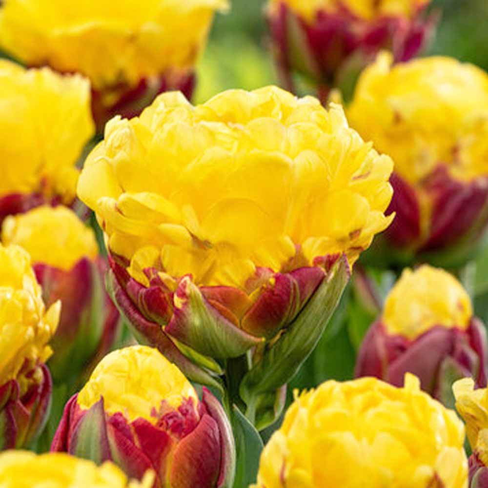 八重咲チューリップ バナナアイスクリーム 芽出し苗 【花苗 3号】