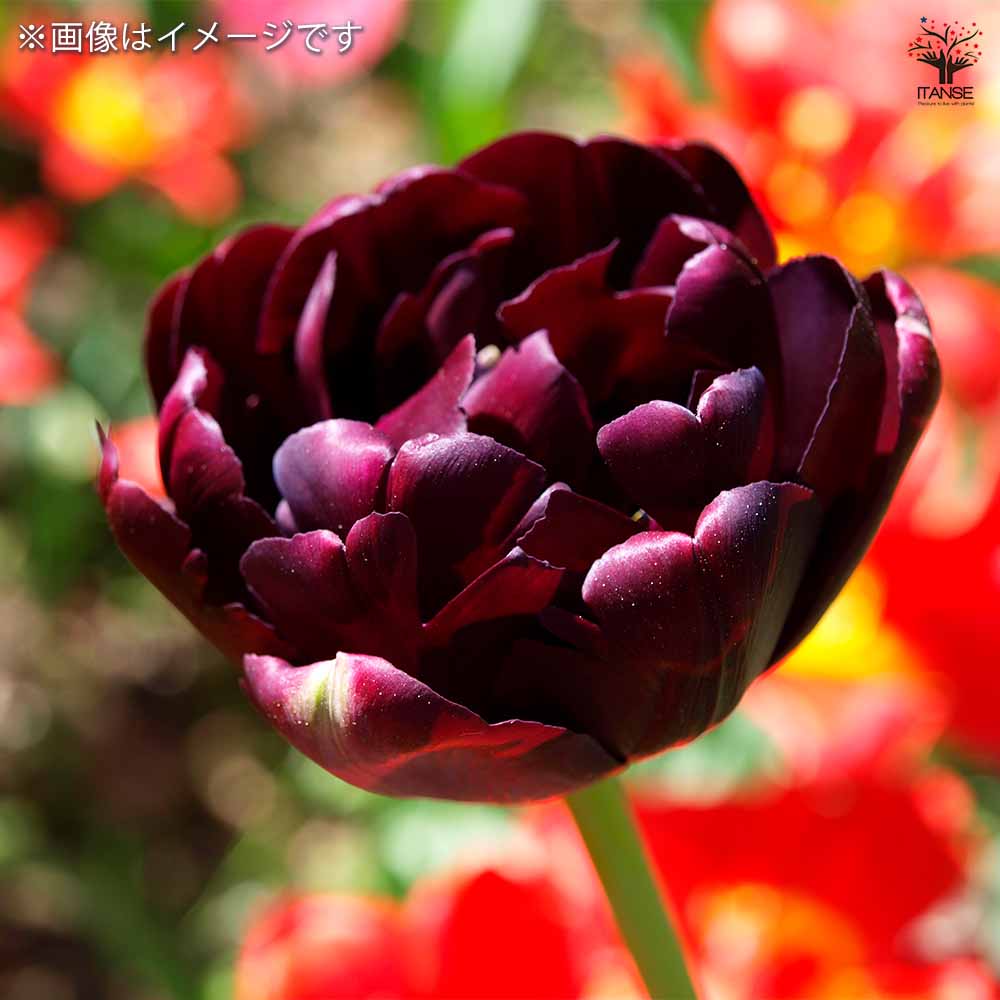 八重咲チューリップ ブラックヒーロー 芽出し苗 【花苗 3号】｜ 【植物