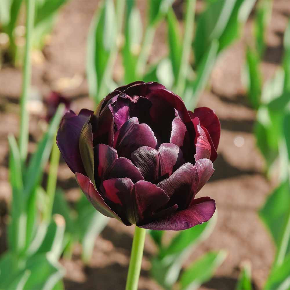 八重咲チューリップ ブラックヒーロー 芽出し苗 【花苗 3号】