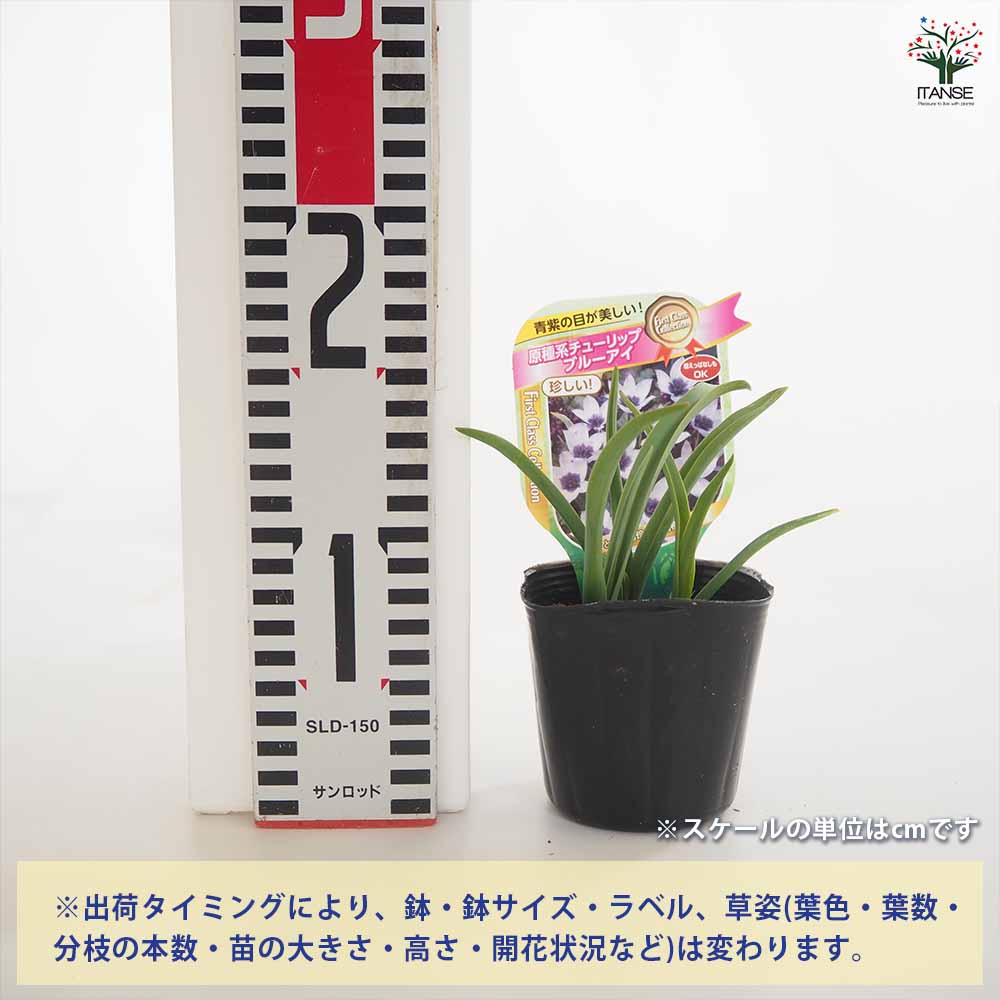 原種系チューリップ ブルーアイ 芽出し苗 【花苗 3号】｜ 【植物の