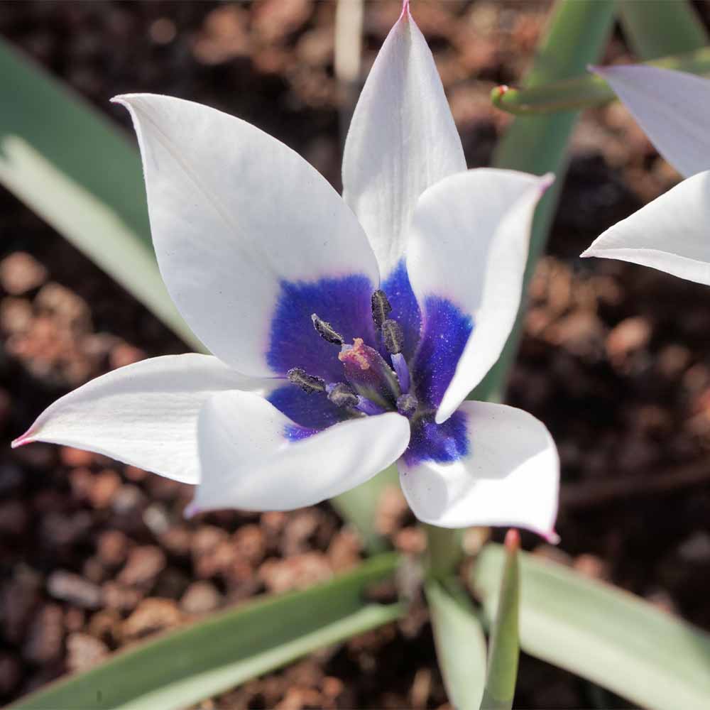 原種系チューリップ ブルーアイ 芽出し苗 【花苗 3号】