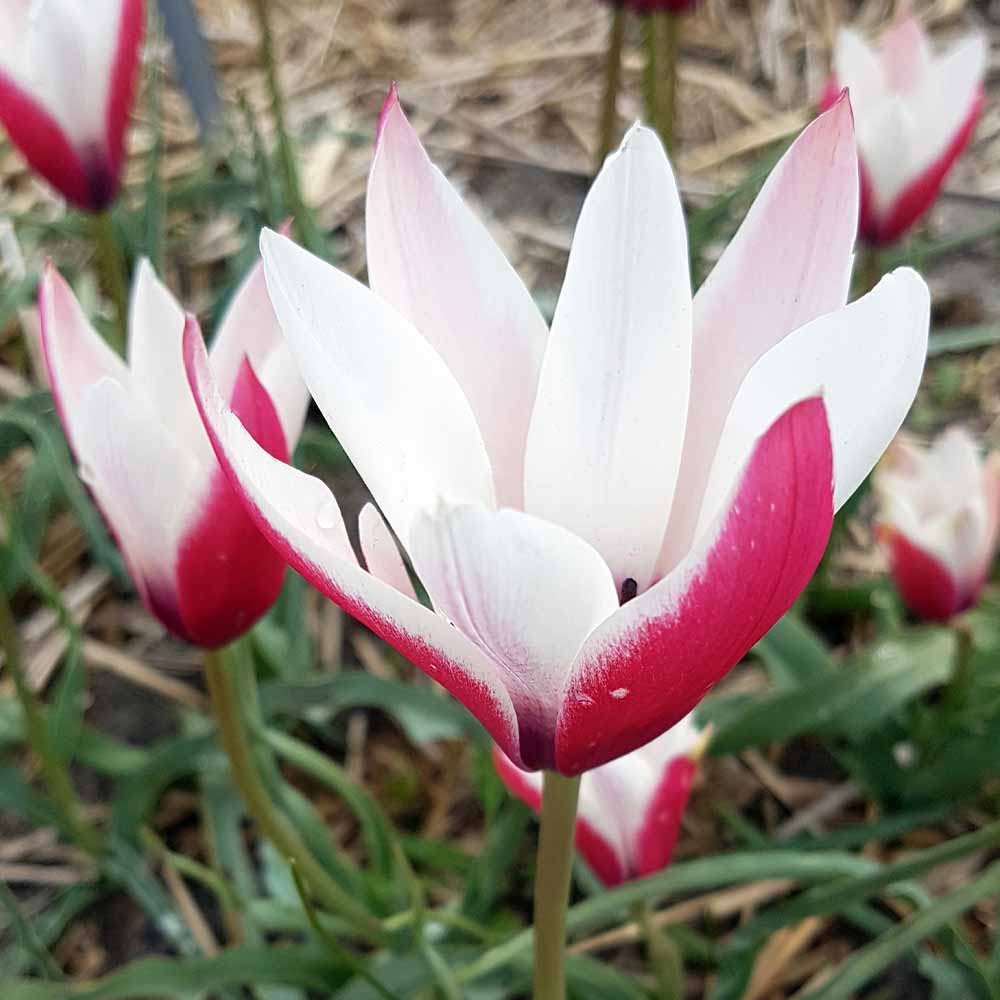 原種系チューリップ ペパーミントスティック 芽出し苗 【花苗 3号】