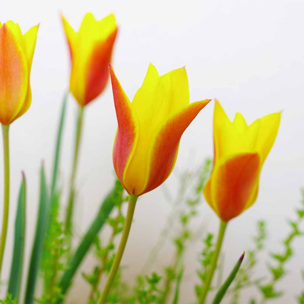 原種系チューリップ クリサンサ 芽出し苗 【花苗 3号】