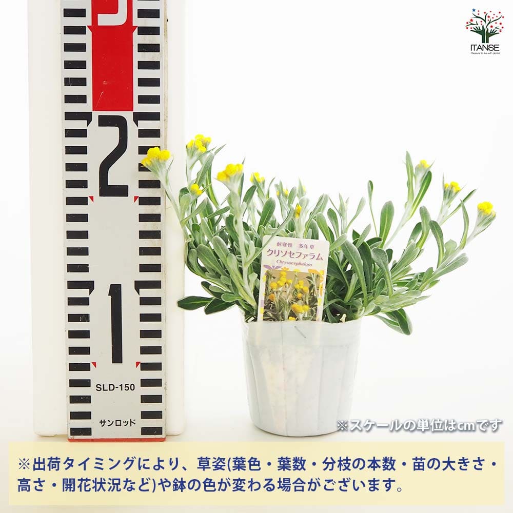 クリソセファラム 【花苗 3号】｜ 【植物のITANSE】全品送料無料