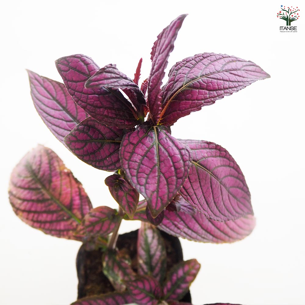 ストロビランティス ディエリアヌス 観葉植物/紫の葉(発根)/送料込み ストロビランティス ディエリアヌス 観葉植物/紫の葉(発根)/送料