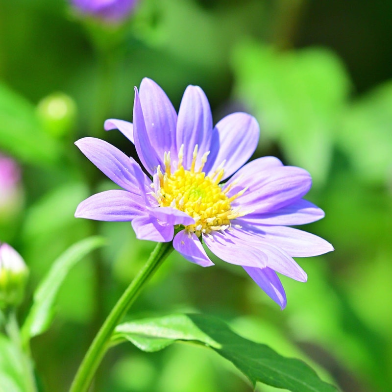 都忘れ(ミヤコワスレ) 紫 【花苗 3.5号ポット】｜ 【植物の