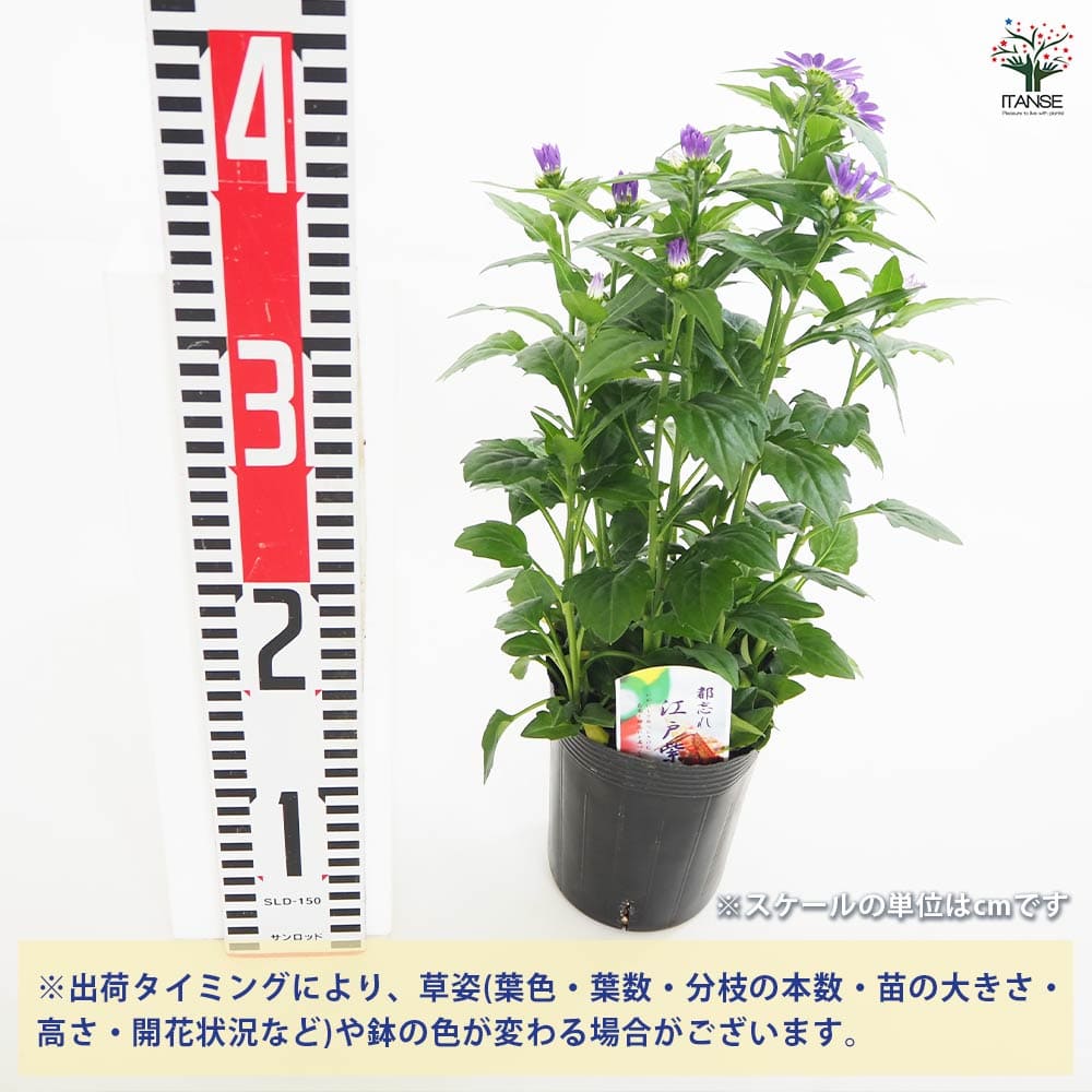 都忘れ(ミヤコワスレ) エドムラサキLサイズ 【花苗 3.5号