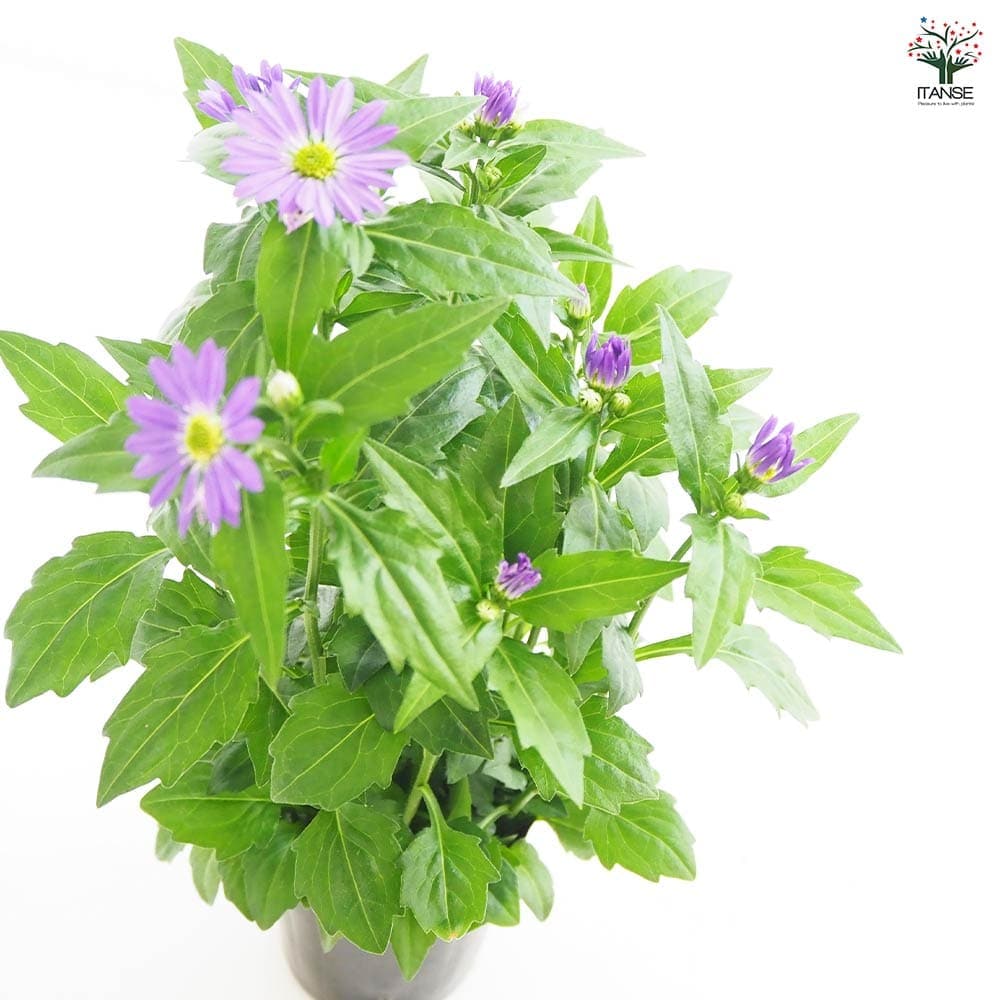 ☘️都忘れ薄紫1苗☘️ ❤抜き苗❤ 選べるおまけつき 無農薬