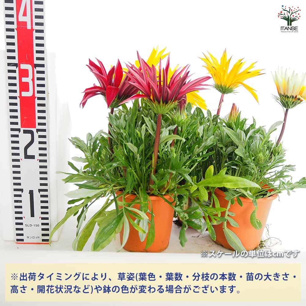 ガザニア 大輪MIX色見計らい 【花苗 4号】｜ 【植物のITANSE