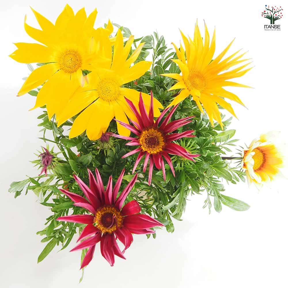 ガザニア 大輪MIX色見計らい 【花苗 4号】| 【植物のITANSE ガザニア 大輪MIX色見計らい 【花苗 4号】| 【植物のITANSE