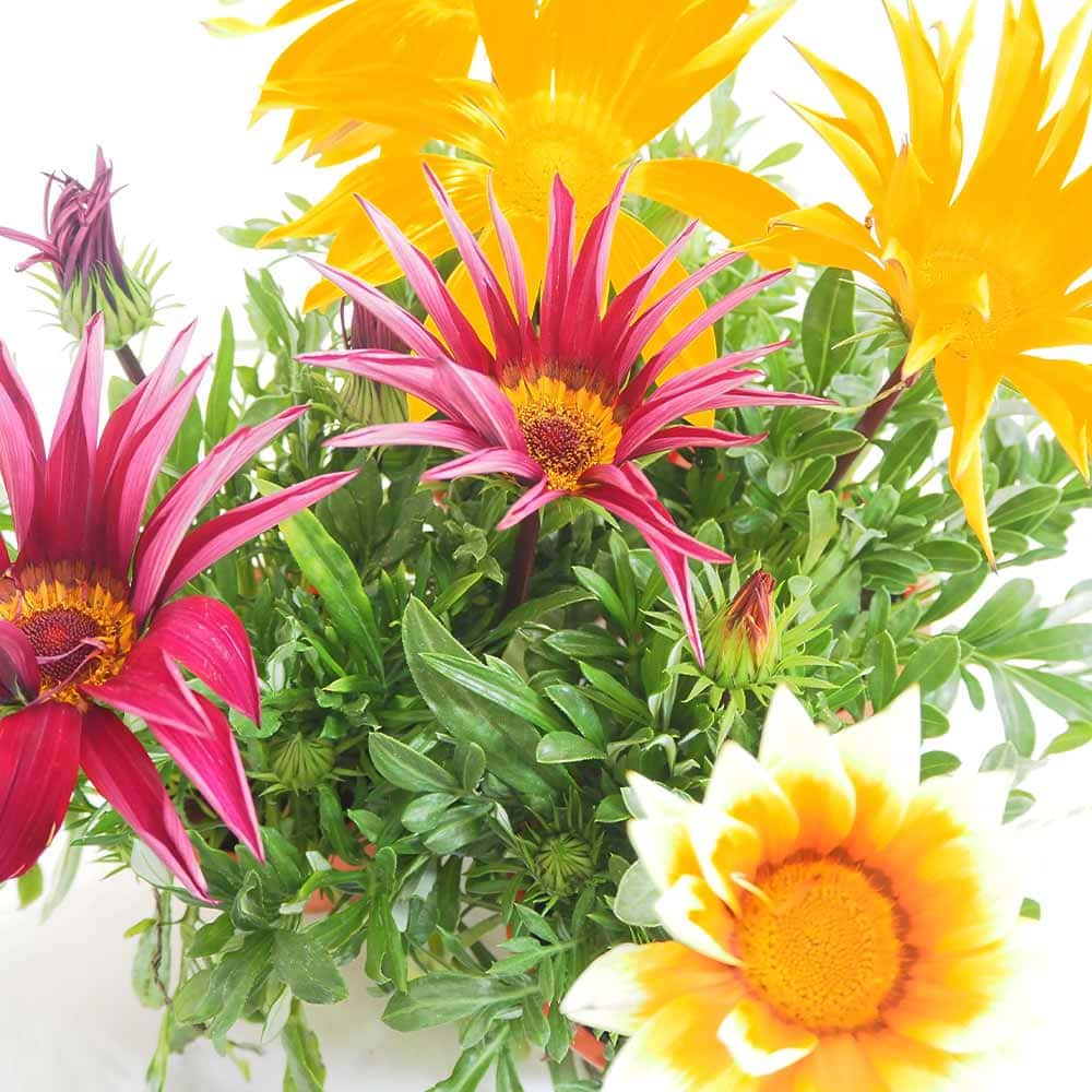 ガザニア 大輪MIX色見計らい 【花苗 4号】｜ 【植物のITANSE