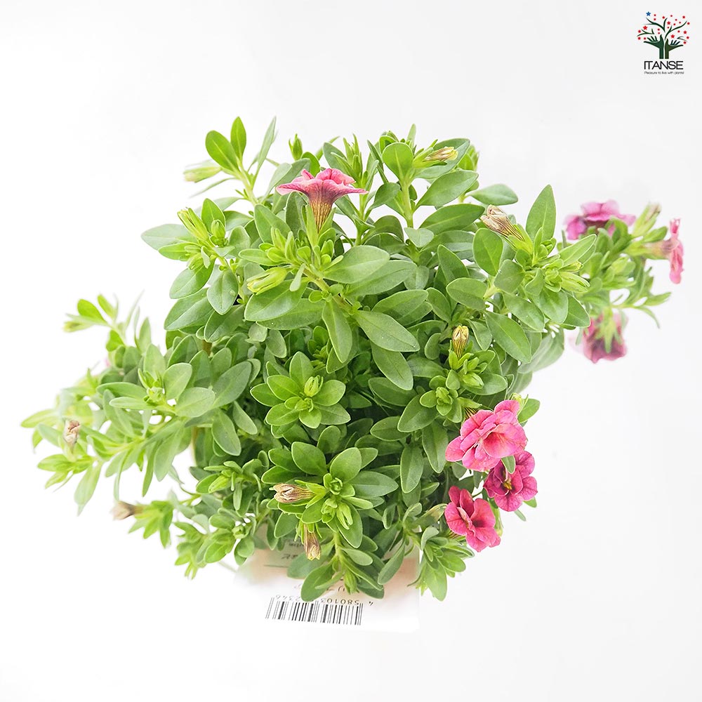 カリブラコア ラブレター 【花苗 3.5号】｜ 【植物のITANSE