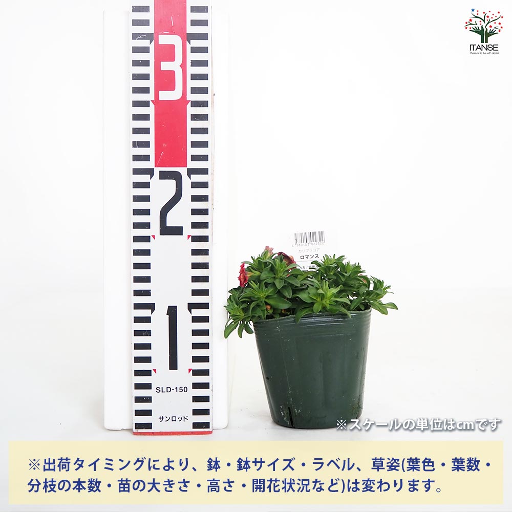 カリメロ花子　フォロー割 カリブラコア ロマンス 【花苗 3.5号】｜ 【植物のITANSE】全品