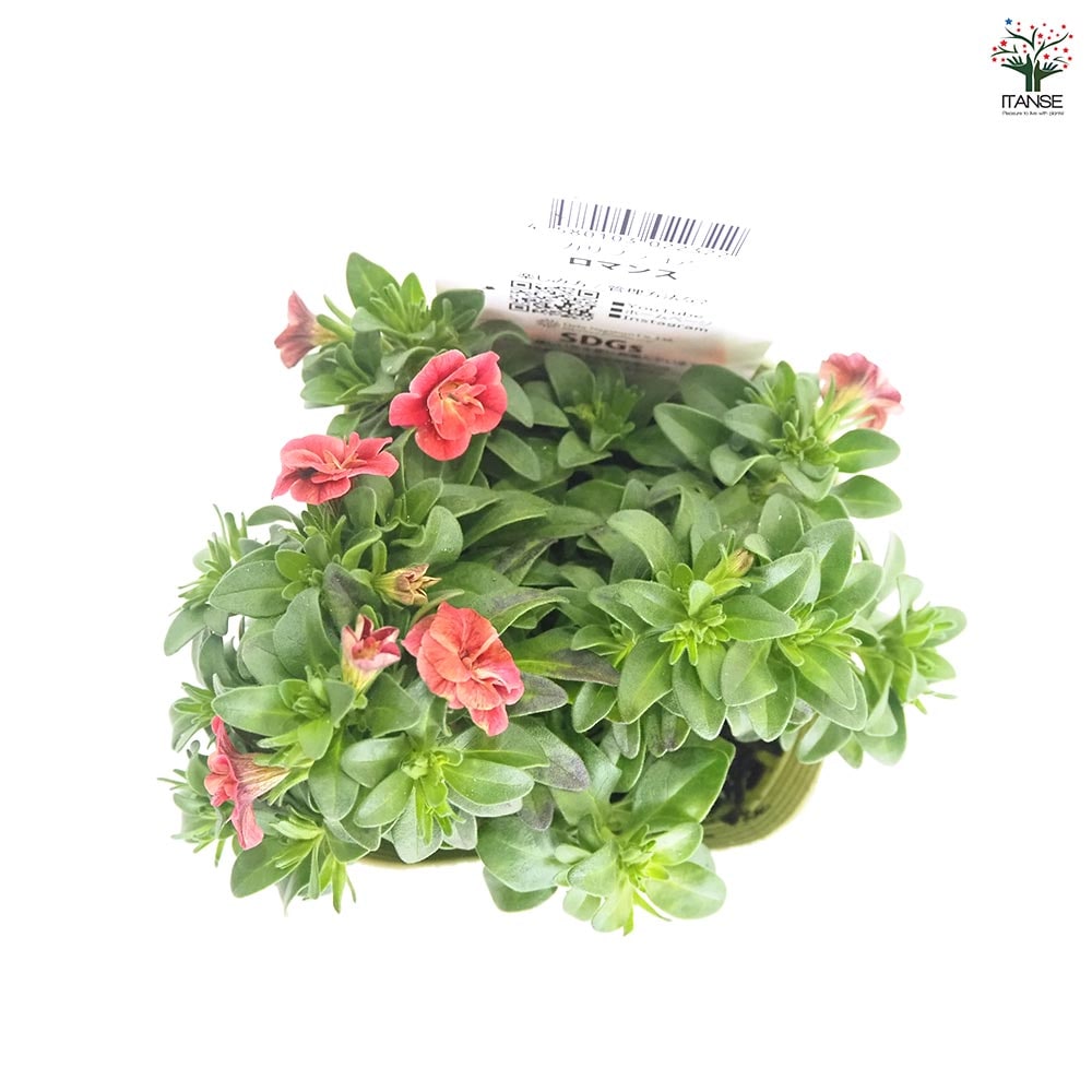 カリブラコア ロマンス 【花苗 3.5号】｜ 【植物のITANSE】全品