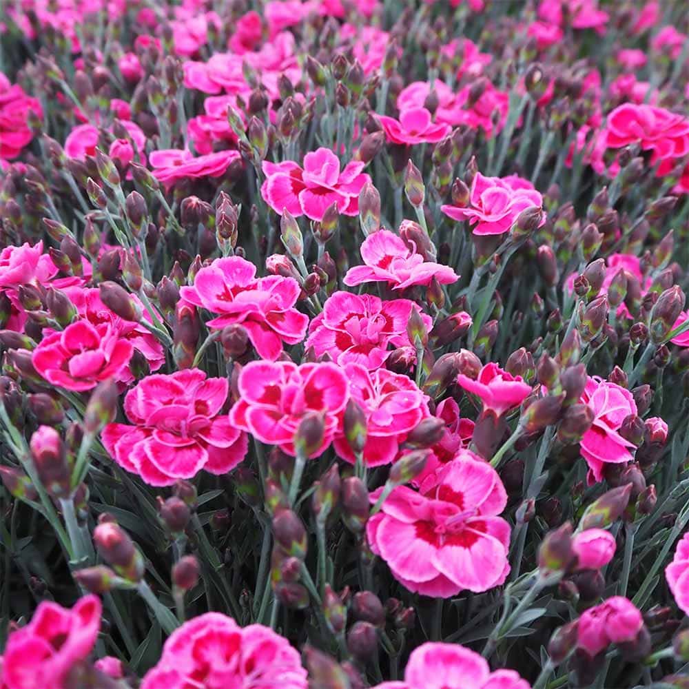 ダイアンサス パープルウェディング 【花苗 3.5号】