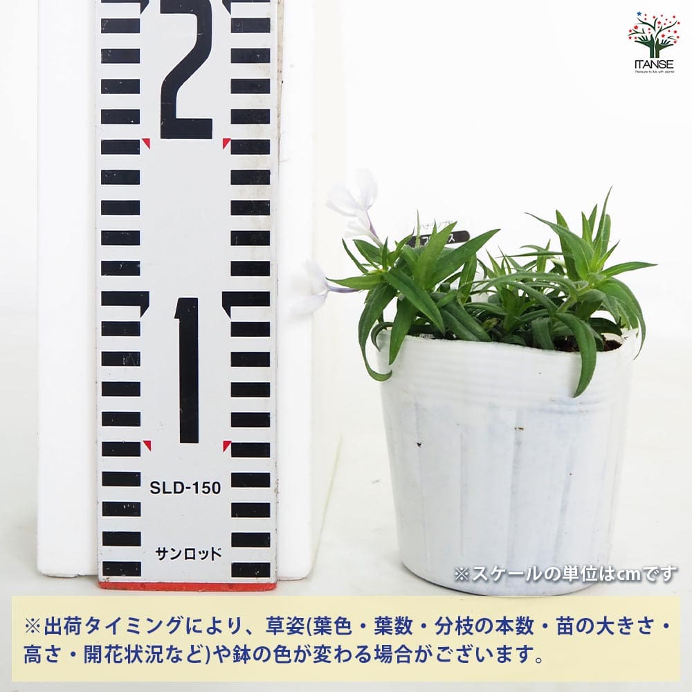フロックス パフュームホワイト 【花苗 3.5号】｜ 【植物の