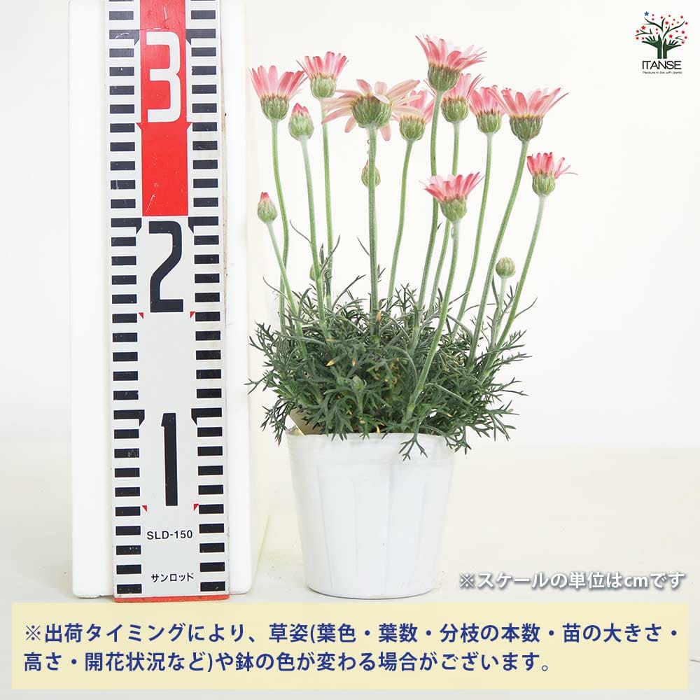 ローダンセマム カップケーキ 【花苗 3.5号】｜ 【植物のITANSE