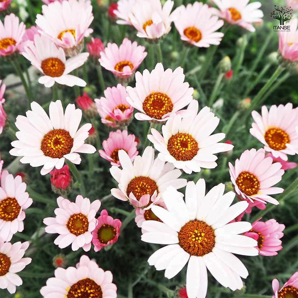 ローダンセマム カップケーキ 【花苗 3.5号】