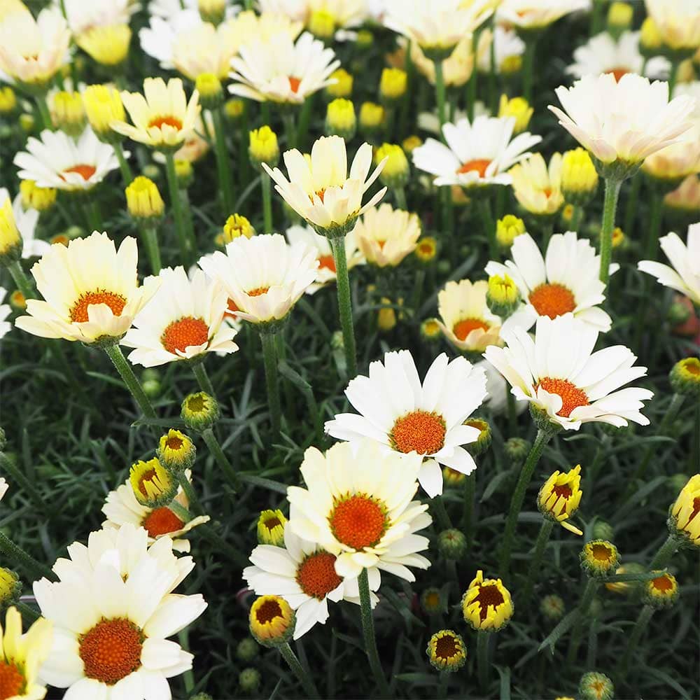 ローダンセマム ムーン 【花苗 3.5号】