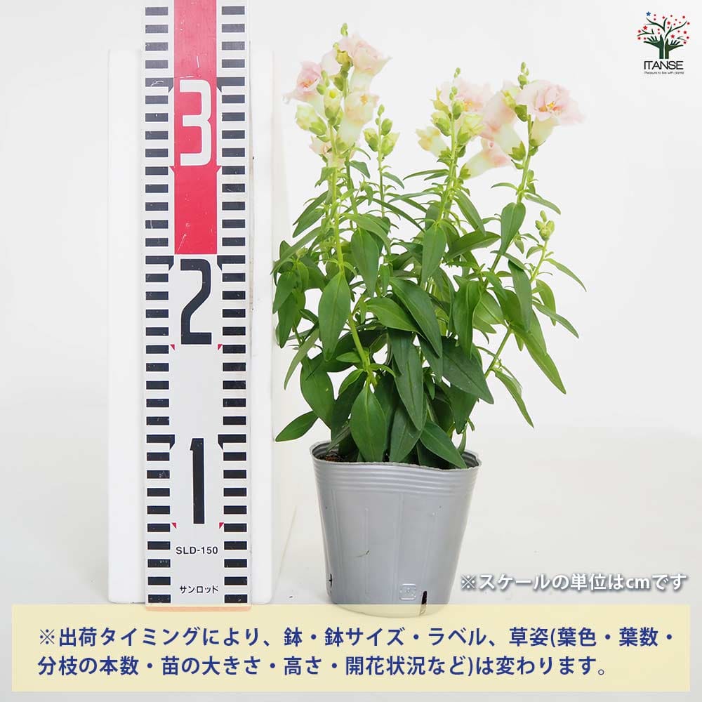 キンギョソウ(金魚草) トゥイニー色MIX2個～ 【花苗 3.5号】｜ 【植物