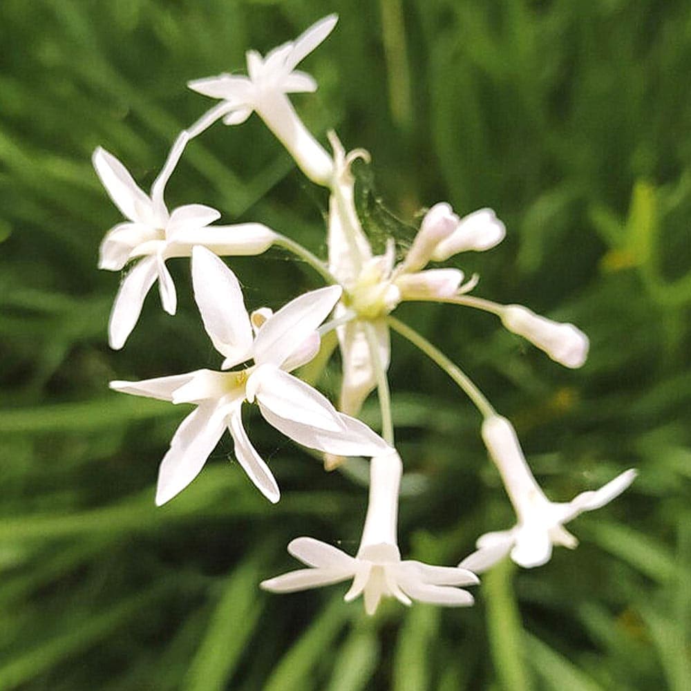 ツルバキア　大株 ツルバキア ビオラセア アルバ 【花苗 4.5号】｜ 【植物のITANSE