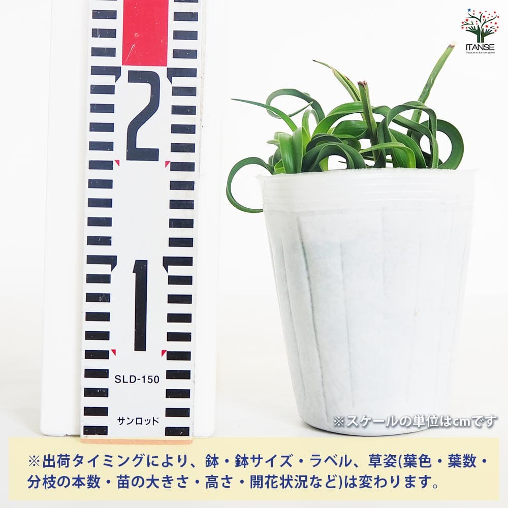 クニフォフィア(トリトマ) ライムライト 【花苗 4.5号】｜ 【植物の