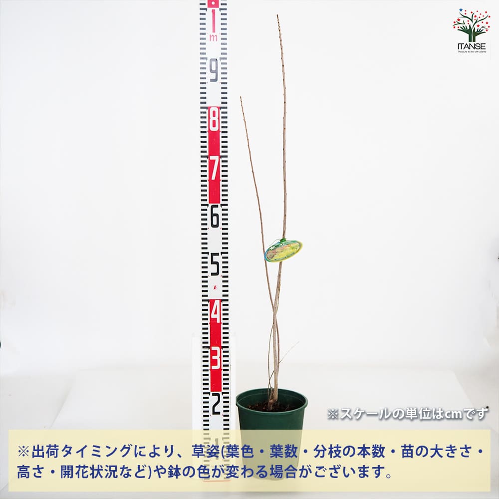 6. ゴールデンレディ スモークツリー 苗 苗木 雌株 - メルカリ
