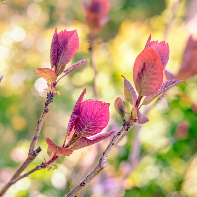 スモークツリー ダスキーメイデン 【花木苗 8号／1個売り】｜ 【植物の