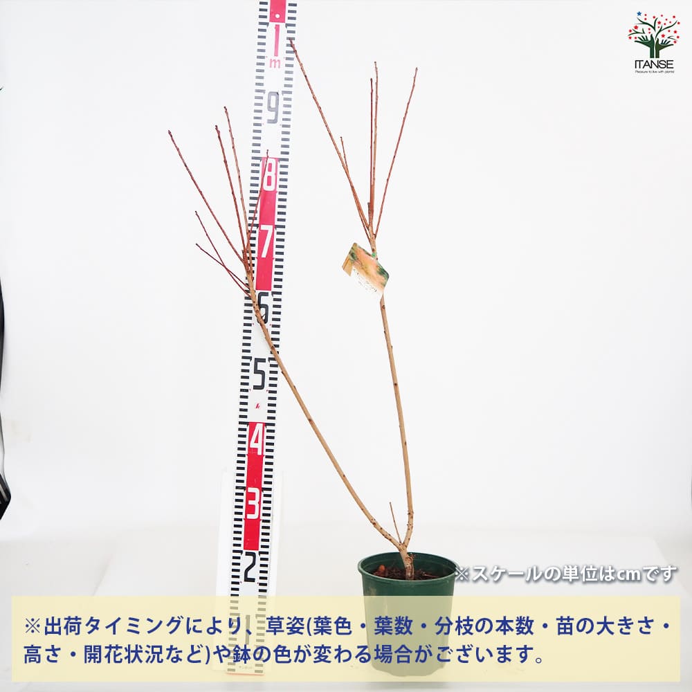 スモークツリー グレース 【花木苗 6号／1個売り】｜ 【植物の